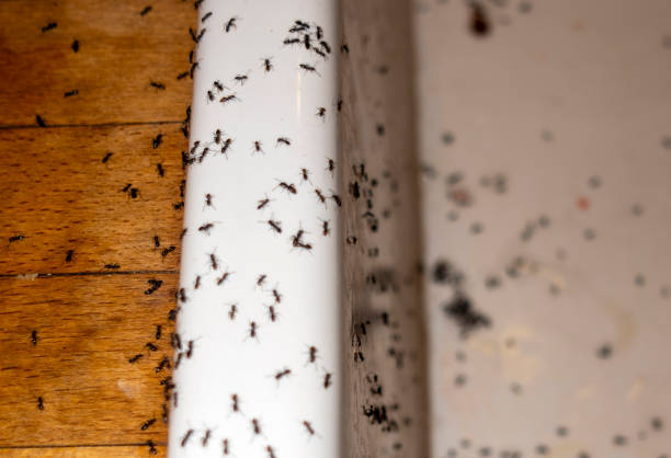 Best Ant Control Services  in Sonoma, CA